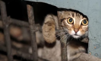 Жестокое обращение с животными: В Днепре на детской площадке обнаружили кота с отрезанными лапами