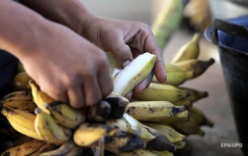 В Туркменистане впервые вырастили урожай бананов