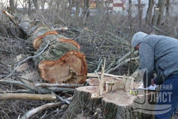 В бывшем детском лагере на Даче Ковалевского спилили 120 деревьев