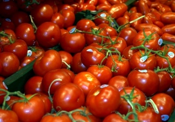 В Украину снова не пустили партии томатов, зараженных южноамериканской молью
