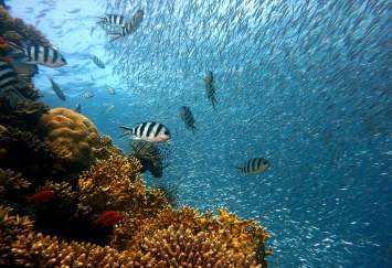 Рыба исчезает: скоро океан перестанет быть кормильцем человечества