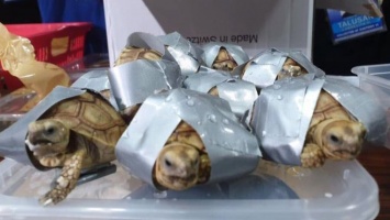 В аэропорту Филиппин обнаружили более 1,5 тыс. обмотанных скотчем черепах