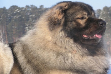 Во Львовской области собака спасла мужчину, который сорвался в пропасть