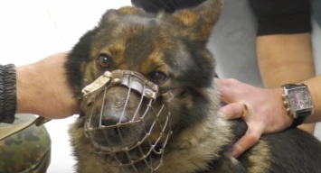 На Донбассе появится передвижной ветеринарный пункт помощи служебным собакам
