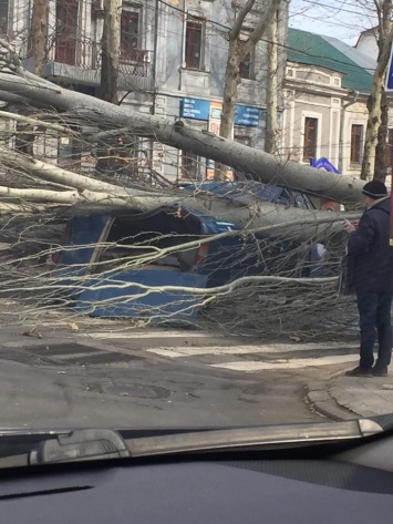 В Николаеве тополь рухнул прямо на проезжую часть - под ним оказалась машина