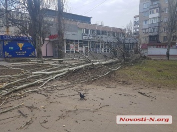 На проспекте Мира в Николаеве рухнул еще один тополь