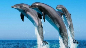В Украине проведут специальный учет дельфинов в Черном море