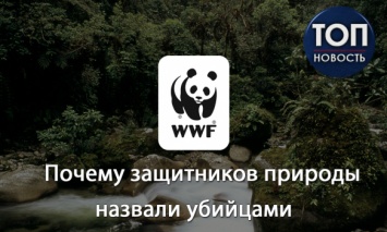 Добро должно быть с кулаками? Секретная война самой известной природоохранной организации мира