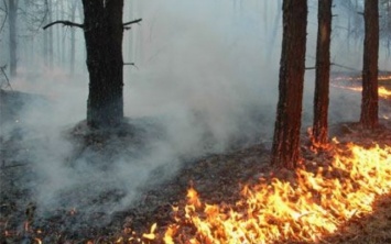 Пожар на Днепропетровщине: сотрудники ГСЧС тушили лес