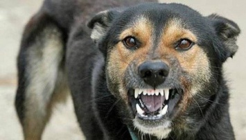 На Николаевщине зарегистрированы случаи трихинеллеза, бешенства и АЧС у животных