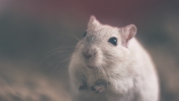 В Британии создали «умный дом» для экспериментов над мышами