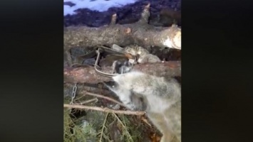 В горах у Богородчан фотоловушка спасла от гибели дикого кота