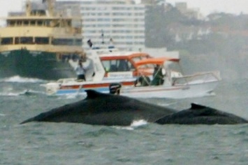 На японском судне пострадали 80 человек из-за кита