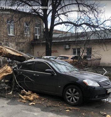 В центре Киева ветер повалил дерево на Infiniti, а в Коцюбинском - перекрыл сосной трассу. Фото и видео