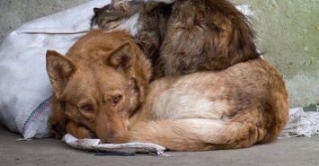 В Запорожье собаку с кошкой зажало между бетонными блоками