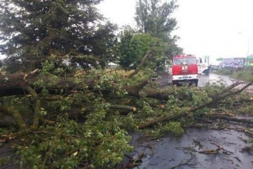 В Винницкой области из-за падения дерева погибла 29-летняя женщина