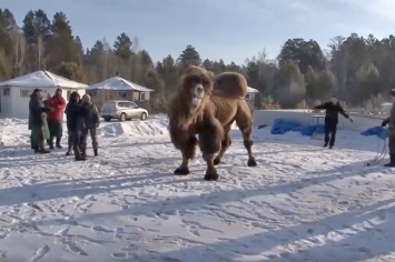 Полиция отказалась возбуждать дело из-за сожжения верблюдов «для укрепления РФ»