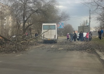 В Николаеве на маршрутку упало дерево