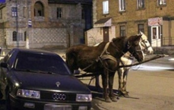 В Тернопольской области лошади смертельно травмировали мужчину