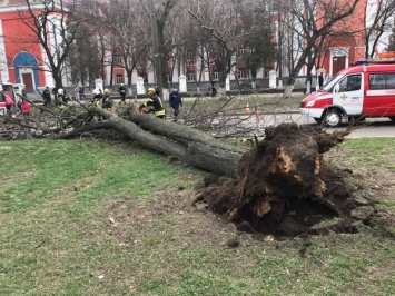 Непогода в Украине: в Николаеве ураган свалил дерево на переполненную маршрутку с детьми (фото)
