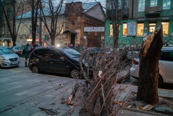 На Короленко из-за ветра дерево упало на припаркованные автомобили: движение парализовано