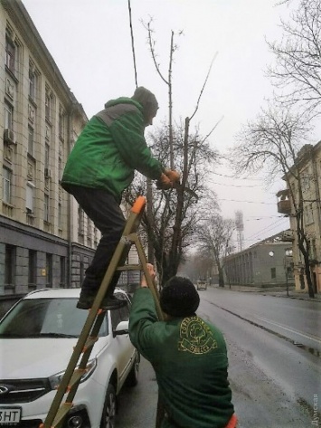 В Одессе снесли почти на 600 деревьев больше, чем посадили