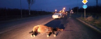 В Запорожье на Хортице насмерть сбили лошадь