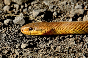 Ученые нашли в Африке новый вид смертоносных змей-шпилек
