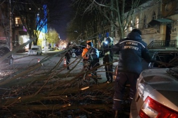 Сильный ветер валил деревья на Днепропетровщине: статистика спасателей