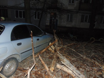 Ураганный ветер в Украине: сухое дерево завалилось на автомобиль в Северодонецке