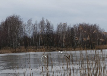 Появилось фото белых лебедей, летящих над самым загрязненным озером в зоне отчуждения ЧАЭС