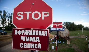 АЧС "косит" поголовье свиней в Украине - статистика