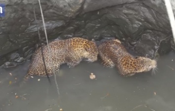 В Индии спасли упавших в колодец леопардов (видео)
