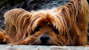 В Днепре любопытство собак приводит к беде (Фото)