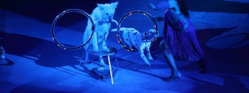 В запорожском цирке показывают новую программу - фото