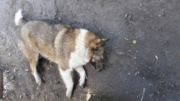 В селе под Николаевом неизвестные ездят по улицам и отстреливают собак