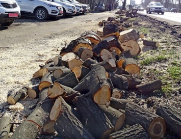 Война городской власти с деревьями продолжается
