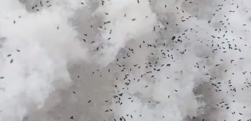 В России вместе со снегом людям на головы выпали блохи: дороги усеяны насекомыми. Видео, фото