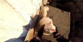 Криворожский экстремал спас кота, застрявшего на крыше многоэтажки
