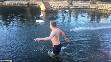 В Херсоне агрессивный лебедь напал на мужчину, который купался в озере зимой. Видео