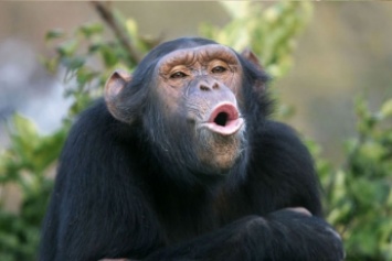 В Запорожской области засняли шимпанзе, с большим аппетитом поедающего ягоды (Видео)
