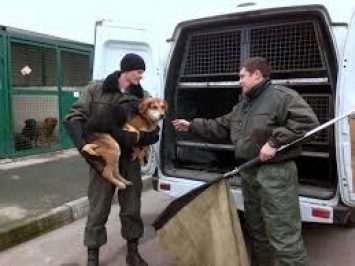 В Бердянске проводят вылов бездомных животных (ВИДЕО)