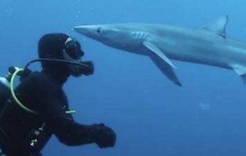 В ЮАР акула "поцеловала" аквалангиста (видео)
