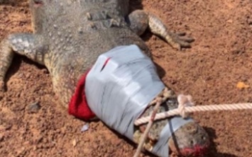 В Австралии "арестовали" крокодила весом 600 кг (видео)