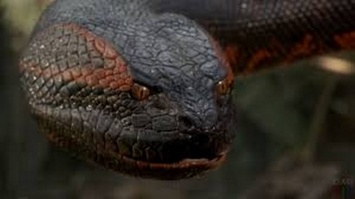 Гигантская анаконда или титанбоа? Бразильский рыбак снял огромную змею, перегородившую реку