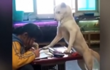Китаец научил собаку следить за дочерью, чтобы она делала уроки и не отвлекалась на телефон