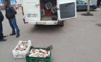 В Кривом Роге нарушитель пытался реализовать более 360 кг рыбы, - Днепропетровский рыбоохранный патруль