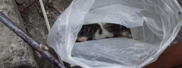 В Днепре котят выбросили на помойку в завязанном пакете