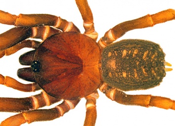 Новый вид пауков назвали в честь штурмовиков из «Звездных войн»