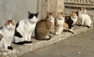 Зоозащитникам на заметку: в мэрии рассказали, где можно стерилизовать бездомных котов